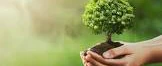 Dia da Árvore: Plantio de mudas na SER BRF