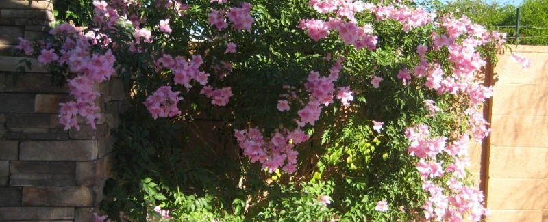 Doação e plantio de flor trepadeira sete léguas rosa para AMEDV-RCC